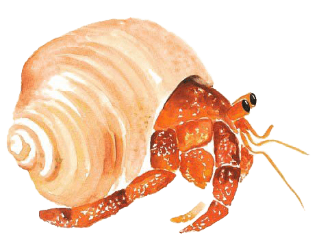 Cangrejo ermitaño